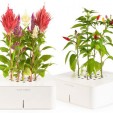 Click and Grow Automatically Waters and Cares for Your Plants Click and Grow Automatically Waters and Cares for Your Plants