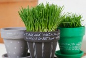 Wheatgrass In Painted Pots DIY