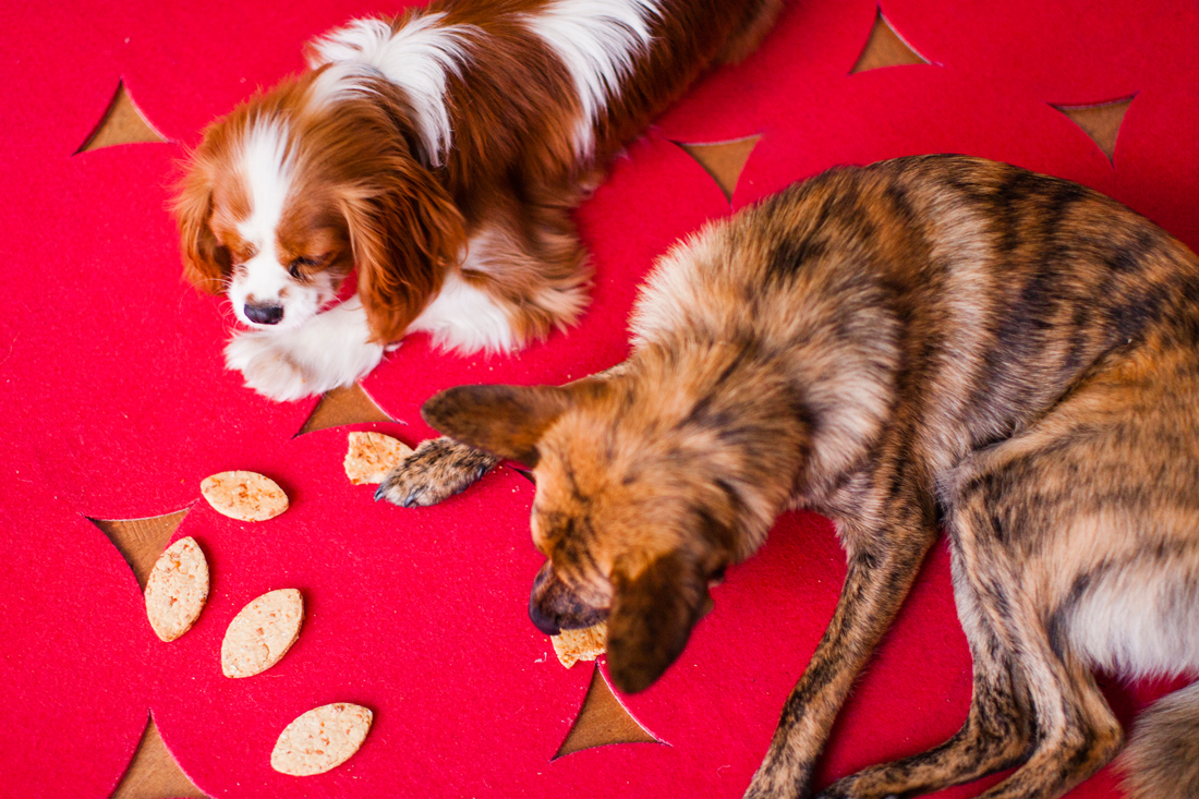 Apple Asiago Dog Treats = A Puppy Bowl Must Have! Brit + Co